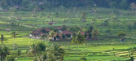 Cabe Bali temidden van paddie velden